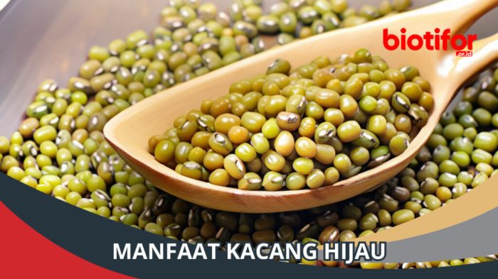 Hijau kacang manfaat memiliki lho ternyata seruni