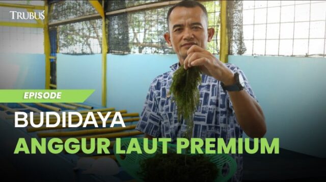 Anggur Laut, Apa Nutrisi Terbaiknya?