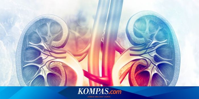 Apa Itu Penyakit Gagal Ginjal: Jenis, Gejala, dan Penyebabnya Sakit Kepala Berkepanjangan, Ternyata Gejala Gagal Ginjal di Usia 27