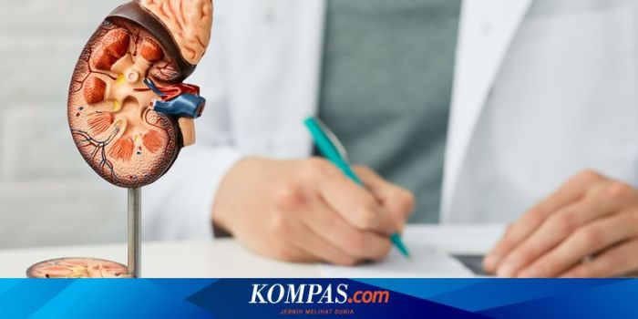 Ginjal - Kenali Penyakit Gagal Ginjal Kronis - Cmihospital Ginjal - Kenali Penyakit Gagal Ginjal Kronis - Cmihospital