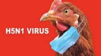 Update Penyebaran Virus Flu Burung di Asia