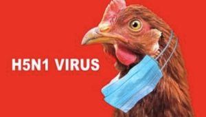 Update Penyebaran Virus Flu Burung di Asia