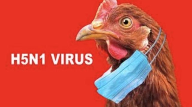 Update Penyebaran Virus Flu Burung di Asia