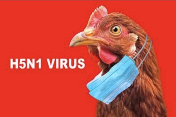 Update Penyebaran Virus Flu Burung di Asia