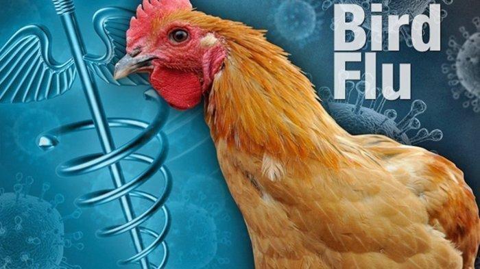 Update Penyebaran Virus Flu Burung di Asia