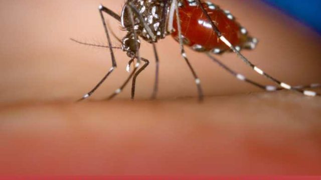 Kasus Demam Berdarah Naik Tajam di Musim Hujan