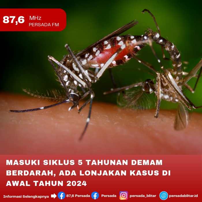 MASUKI SIKLUS 5 TAHUNAN DEMAM BERDARAH, ADA LONJAKAN KASUS DI AWAL ... Kasus Demam Berdarah Naik Tajam di Musim Hujan